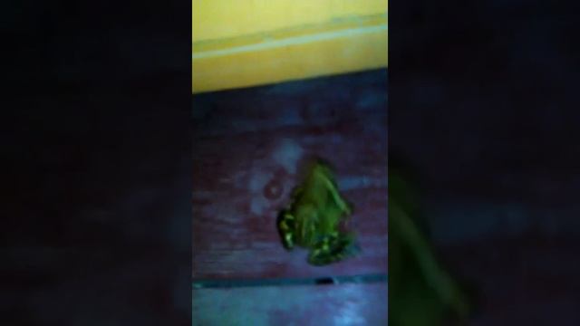 Просто жаба смотреть онлайн