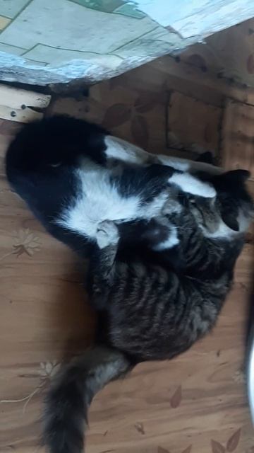 коты задиры 2 смотреть онлайн