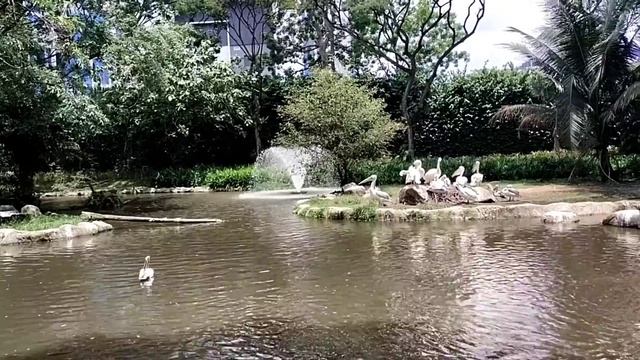 Jurong Bird Park Pelican's Cove #pelicans #jurongbirdpark смотреть онлайн
