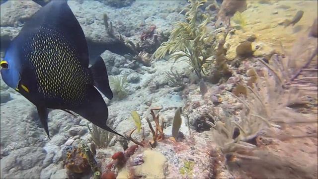 Florida Lobster Dive 5 1 2020 SUP Board смотреть онлайн