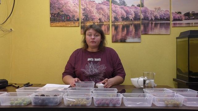 7 серия КРЫЖОВНИК измеряем сахар в азных сортах