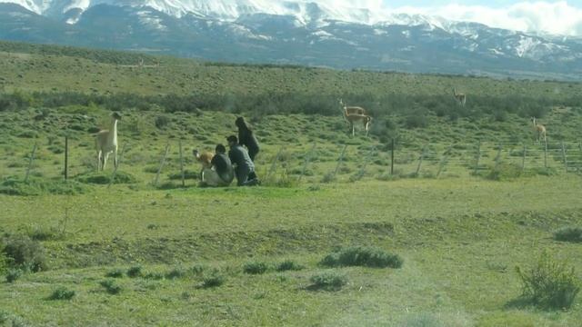 Carlos and the chulengo (baby guanaco) смотреть онлайн