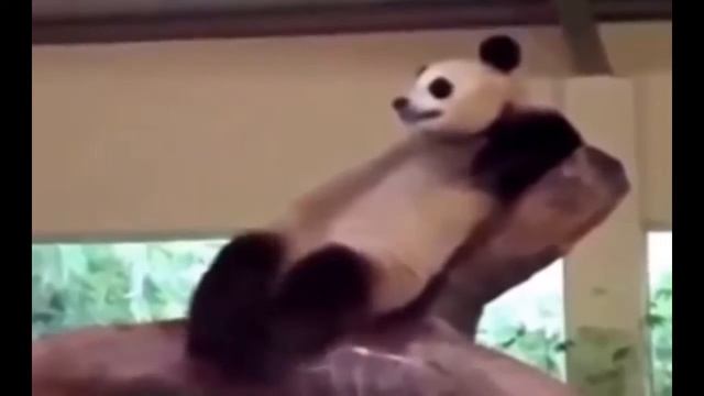 Панда танцует ! смешные животные! смешные коты! приколы! / fun! funny animals! funny cats! смотреть онлайн