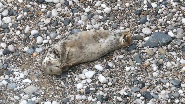 Wednesday afternoon seals - 24th January 2024 смотреть онлайн