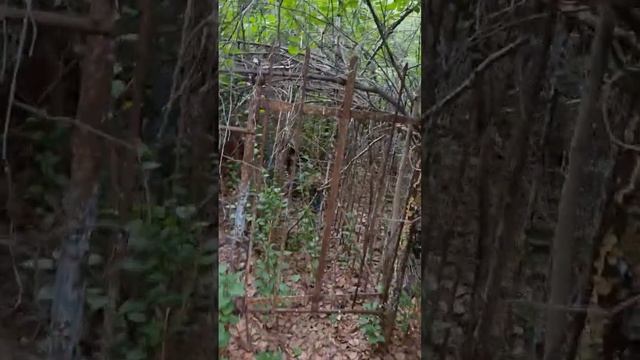 #металлоискатель #камрад #лес #челябинск #захоронения #находки #tx850 😉🤟👍 смотреть онлайн