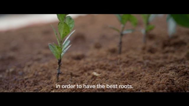 The Largest Acerola Organic Farm in the World | Amway смотреть онлайн