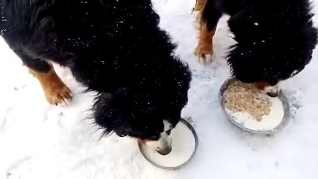 Берняшки пьють молоко. смотреть онлайн