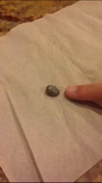 Dog tick from hell смотреть онлайн