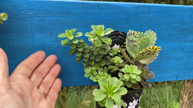 7 SUCULENTAS DE FÁCIL CULTIVO QUE FICAM LINDAS EM ARRANJOS смотреть онлайн