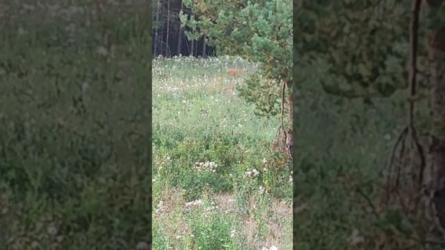 Охота на кабана с лабаза. смотреть онлайн