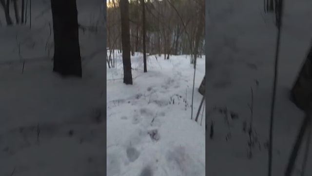 Антон бродит по лесу (пошло не по плану) смотреть онлайн