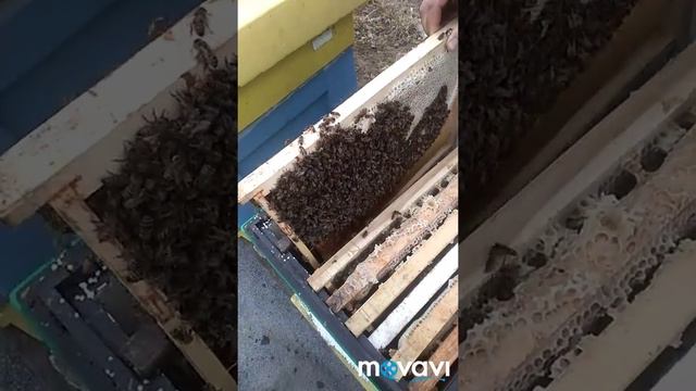 Кармили 🐝🐝Пичоли 🐝🐝🐝🐝🐝🐝 смотреть онлайн