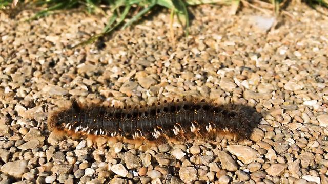 Drinker Moth Caterpillar (Euthrix potatoria) смотреть онлайн