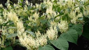 Fallopia japonica