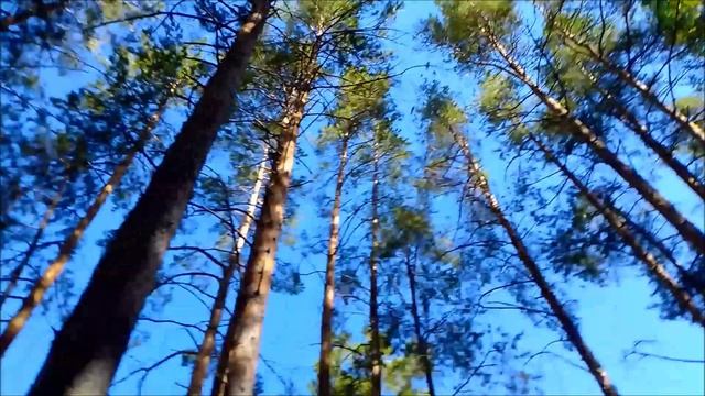 база отдыха "Лесной пруд" Тюмень смотреть онлайн