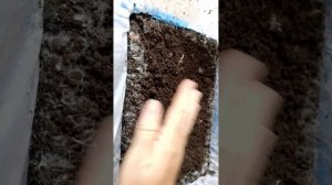 ШАМПИНЬОНЫ КАК ВЫРАЩИВАТЬ