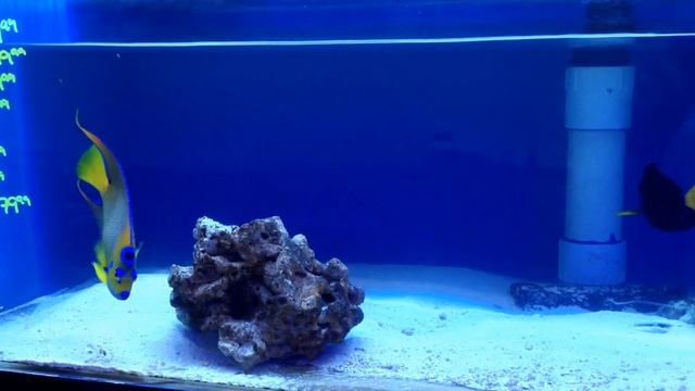 Aqua SD Queen Angel 8/16/12 смотреть онлайн