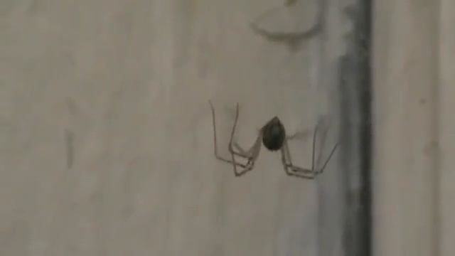 Aranha domestica (Pholcus phalangioides) смотреть онлайн