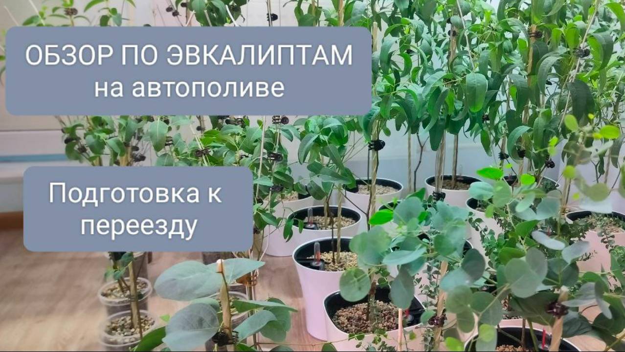 💜ОБЗОР ПО ЭВКАЛИПТАМ НА АВТОПОЛИВЕ И ПОДГОТОВКА К ПЕРЕЕЗДУ смотреть онлайн