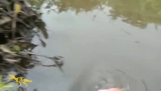 Jurassic World Evolution 2 Dominion: Carnotaurus, Ceratosaurus, Chasmosaurus смотреть онлайн