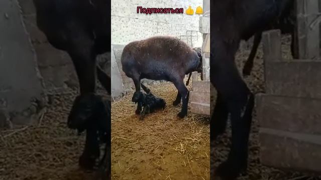 (35) Авган кой Озубуздун жеке чарбадан биринчи тол смотреть онлайн