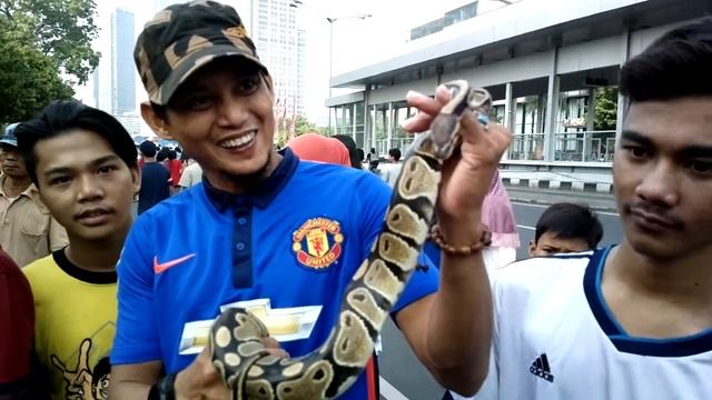 People crowding and petting a 1-year old Python reticulatus, Jakarta, 2015 смотреть онлайн