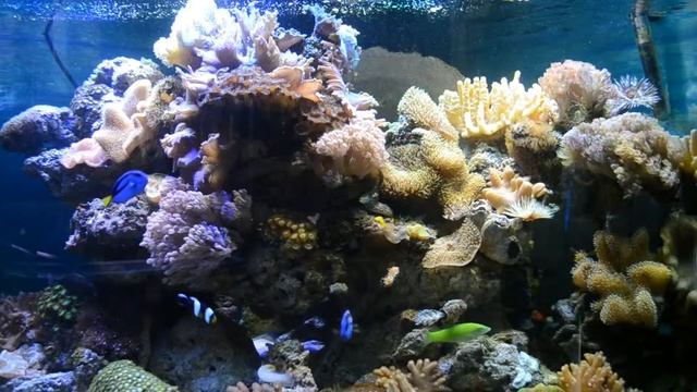 Морской аквариум 1.03.19 смотреть онлайн