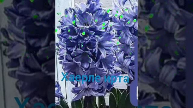 Уйларымда тик син жаным. Альфина Агзамова жырлый. Матур жыр. Official