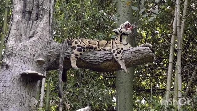 Leopard. Collection of leopards. African animals. Animals of Madagascar. смотреть онлайн