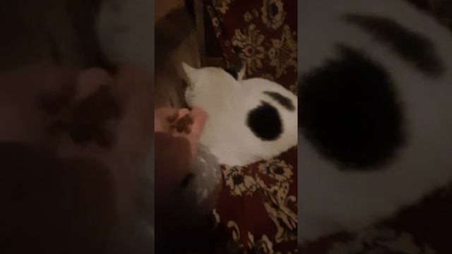 яков обьелся🐈 смотреть онлайн