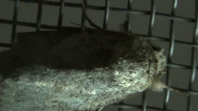 Family Noctuidae Moth смотреть онлайн