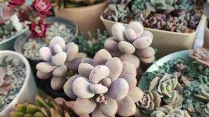 Как поливать суккуленты зимой