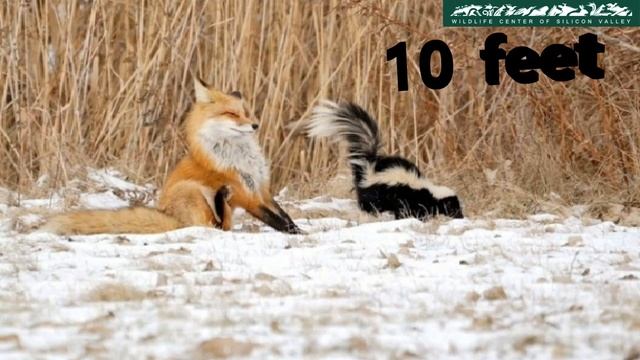 WCSV: Fast Facts on Skunks смотреть онлайн