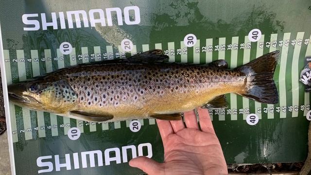 Angeln mit Hardbaits auf Bachforelle Teil 2 DUO Rozante Rapala смотреть онлайн