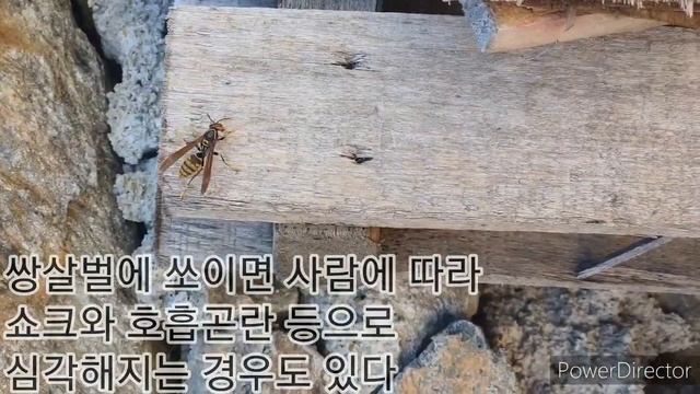 (쌍살벌)왕바다리polistes rothneyi смотреть онлайн