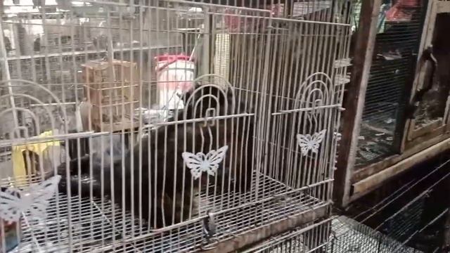 Pasar Burung Kartini di Semarang, burung ombyokan dengan harga murah!! смотреть онлайн