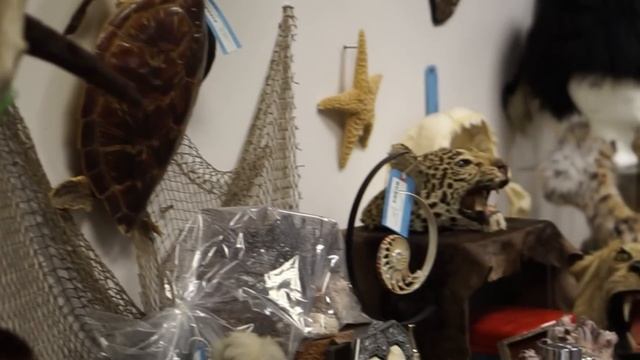 A Look Inside America's Largest Collection of Stuffed Endangered Animals смотреть онлайн