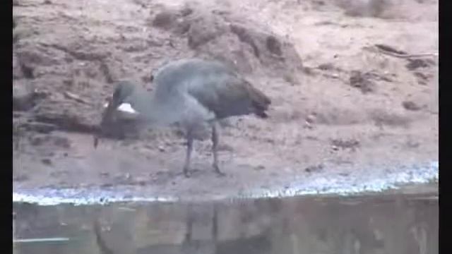 Hadada Ibis searching for food at Pete's Pond Nov 15, 2014 смотреть онлайн