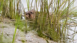 Рыбалка в пригороде Барнаула.