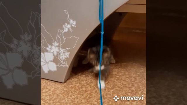 Вася Лексус котик в добрые руки. смотреть онлайн