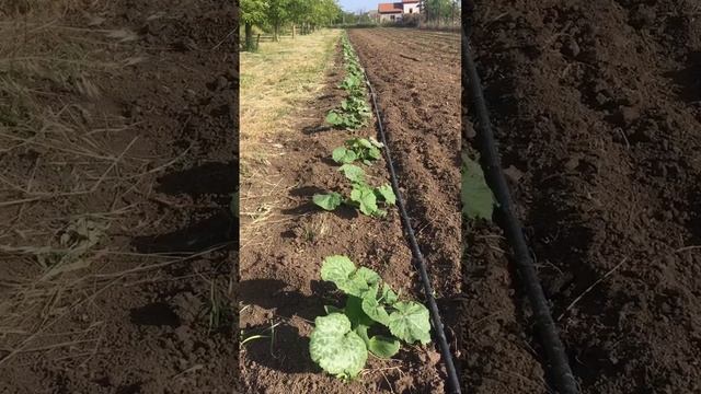 Кабачки из своих семян. смотреть онлайн