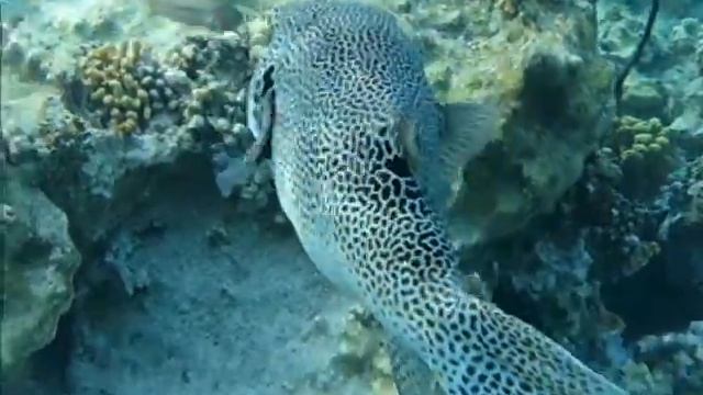 Big pufferfish смотреть онлайн