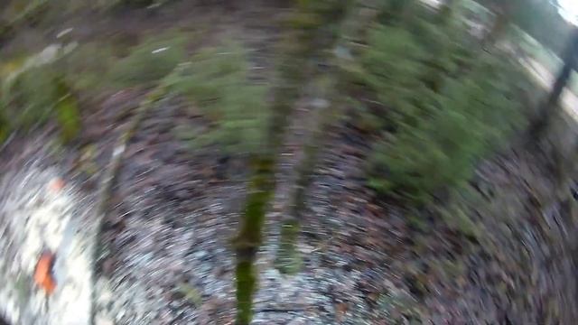 Volumetric Aspen Roll // Ох уж эти осины // Валка леса // Stihl Ms361
