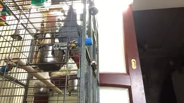 Жако Гриша разговаривает....