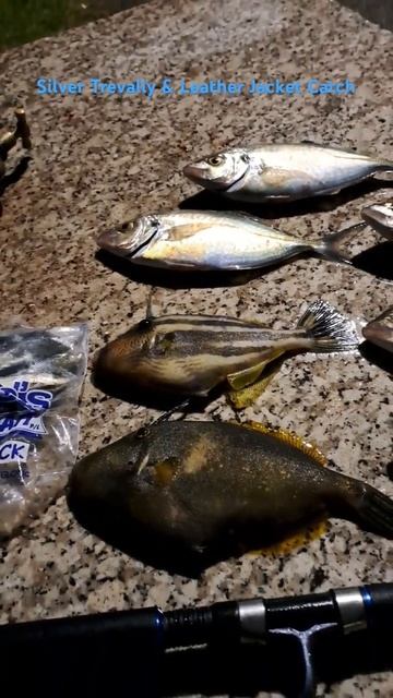 Silver Trevally & Leather Jacket 🐟 Catch. смотреть онлайн
