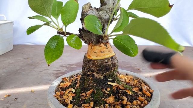 Отводка яблоня 取木（姫リンゴとフジ）／Malus Prunifolia And Wisteria Stump