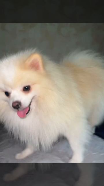 Леди и бродяга смотреть онлайн