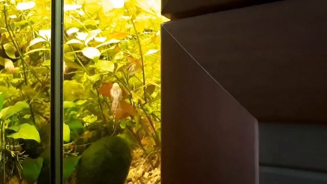 Гастромизон - псевдоскат смотреть онлайн
