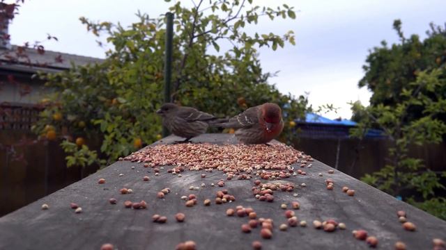 CYDO ECSTASY Sadie Black official remix | Deep House Music Girl Music Car Music Bass Boosted Good смотреть онлайн