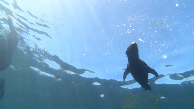 Laura, Julie, Nick and Tove 🐠 La Jolla Cove Snorkel Tour | Adventuring 😎 Together смотреть онлайн